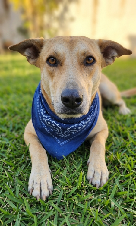 aurelio-para-adocao-adocao-doacao-cachorro-gato-1