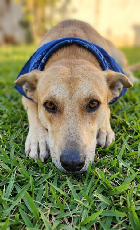 aurelio-para-adocao-adocao-doacao-cachorro-gato-0