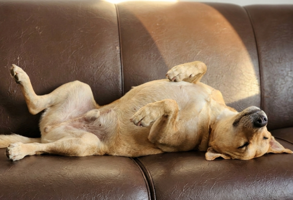 aurelio-para-adocao-adocao-doacao-cachorro-gato-2