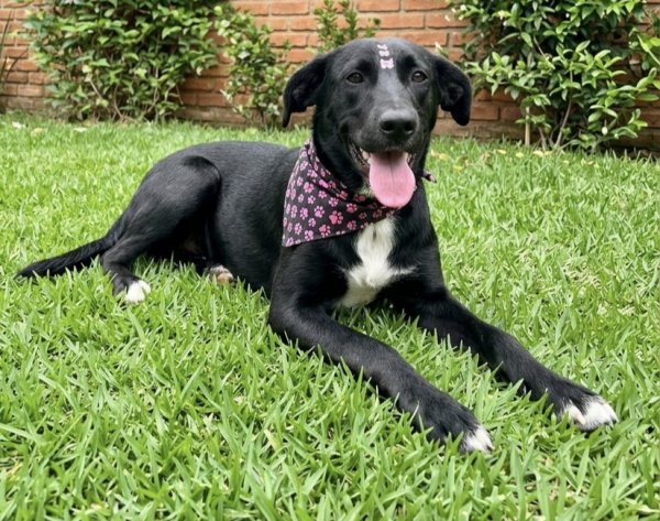 linda-julieta-adocao-doacao-cachorro-gato-4