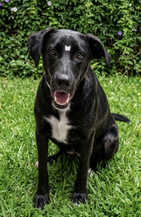 linda-julieta-adocao-doacao-cachorro-gato-0