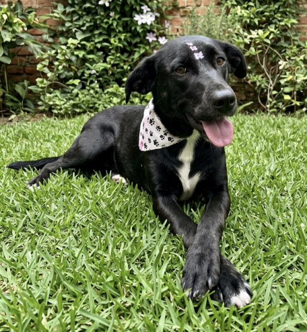 linda-julieta-adocao-doacao-cachorro-gato-1