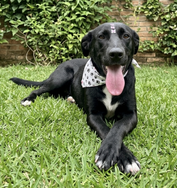 linda-julieta-adocao-doacao-cachorro-gato-2