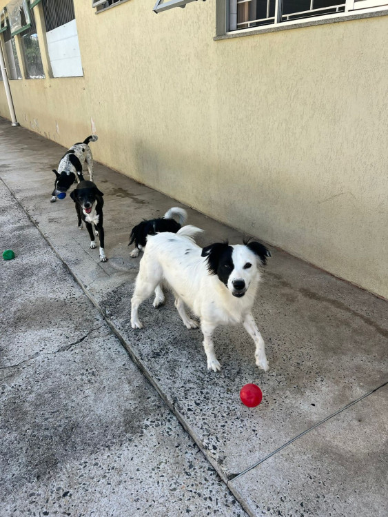 adote-cruela-adocao-doacao-cachorro-gato-0