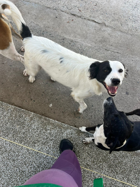 adote-cruela-adocao-doacao-cachorro-gato-1