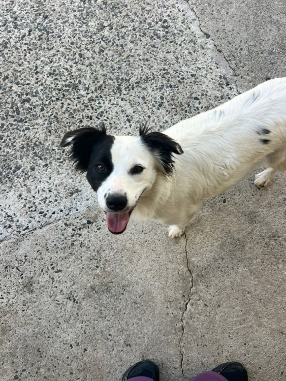 adote-cruela-adocao-doacao-cachorro-gato-2