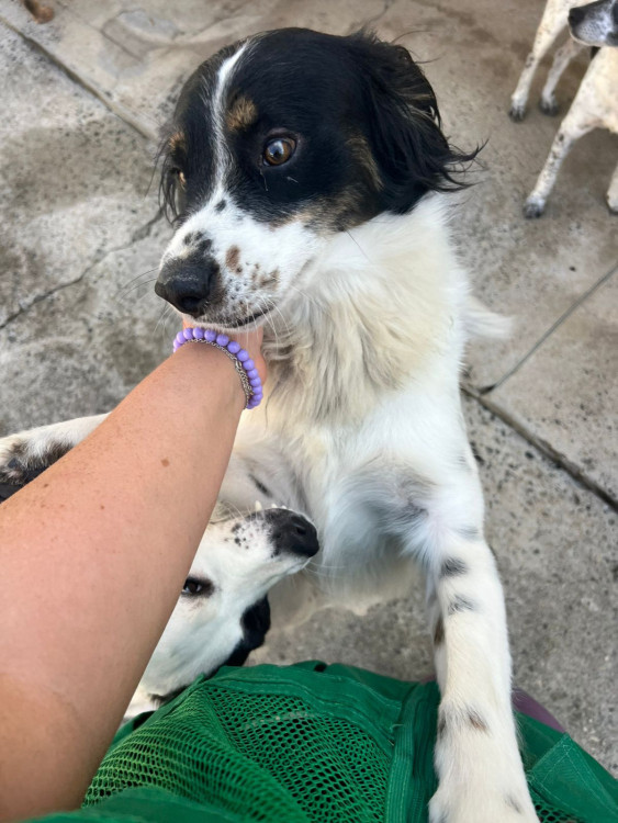 adote-o-mordidinha-adocao-doacao-cachorro-gato-0