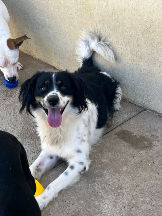 adote-o-mordidinha-adocao-doacao-cachorro-gato-1