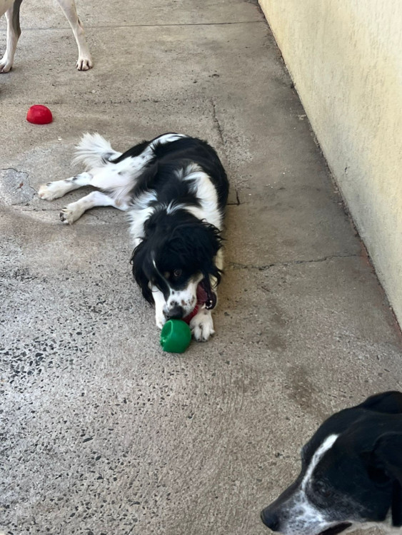 adote-o-mordidinha-adocao-doacao-cachorro-gato-2