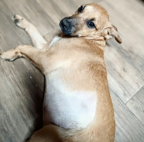 filhote-caramelinha-adocao-doacao-cachorro-gato-3