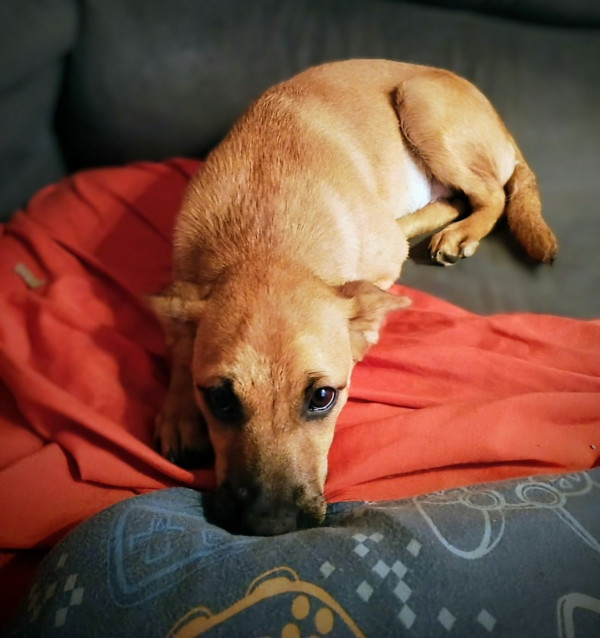 filhote-caramelinha-adocao-doacao-cachorro-gato-4