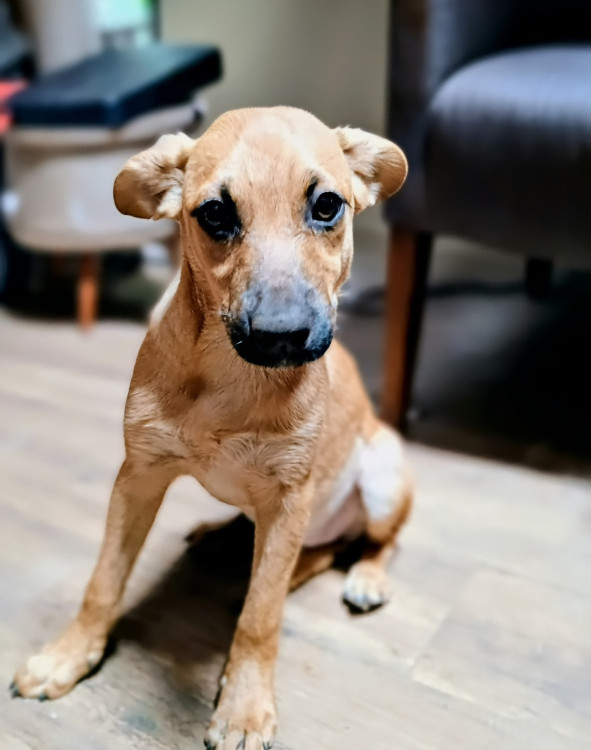 filhote-caramelinha-adocao-doacao-cachorro-gato-2