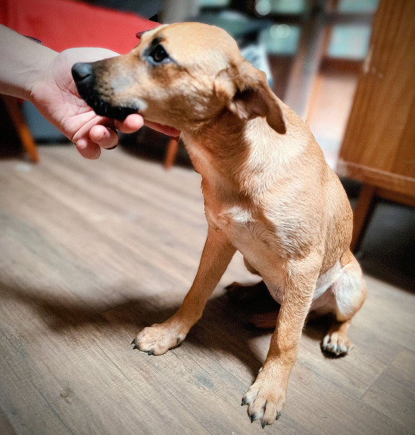 filhote-caramelinha-adocao-doacao-cachorro-gato-1