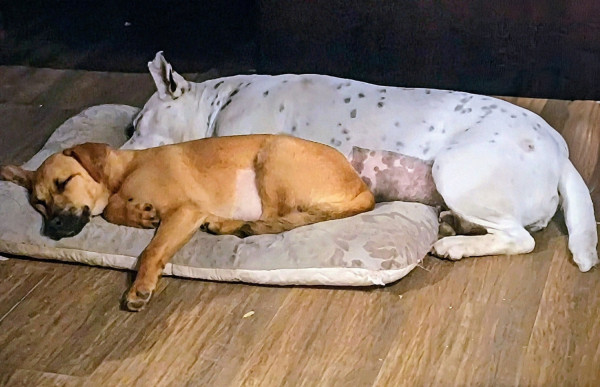 filhote-caramelinha-adocao-doacao-cachorro-gato-0