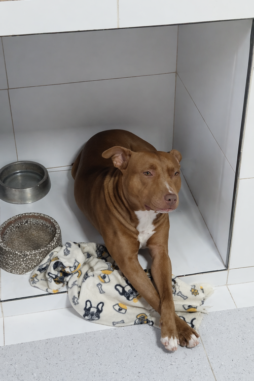 aila-pit-bul-adocao-doacao-cachorro-gato-1