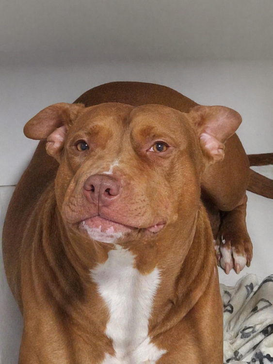 aila-pit-bul-adocao-doacao-cachorro-gato-0