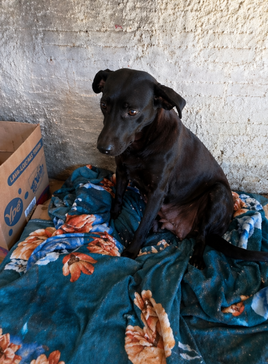 nega-adocao-doacao-cachorro-gato-0