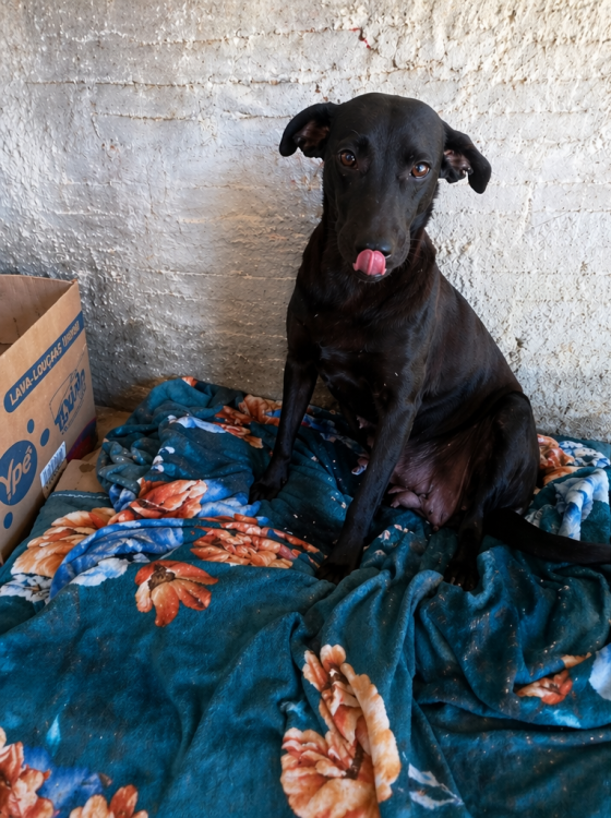 nega-adocao-doacao-cachorro-gato-1