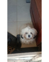 cachorro-shih-tzu-desaparecido-small-1