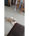 cachorro-shih-tzu-desaparecido-small-3