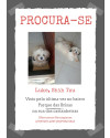 cachorro-shih-tzu-desaparecido-small-0