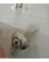 cachorro-shih-tzu-desaparecido-small-2