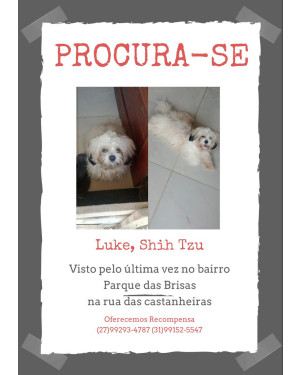 Cachorro Shih Tzu desaparecido