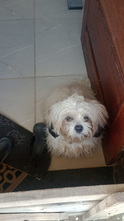 cachorro-shih-tzu-desaparecido-adocao-doacao-cachorro-gato-1