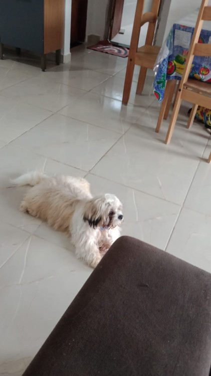 cachorro-shih-tzu-desaparecido-adocao-doacao-cachorro-gato-3