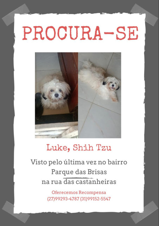 cachorro-shih-tzu-desaparecido-adocao-doacao-cachorro-gato-0