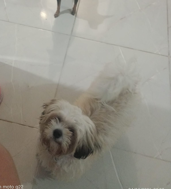 cachorro-shih-tzu-desaparecido-adocao-doacao-cachorro-gato-2