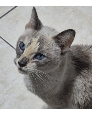 Gata sem tutor, estamos procurando alguém que possa cuidar e amá-la.