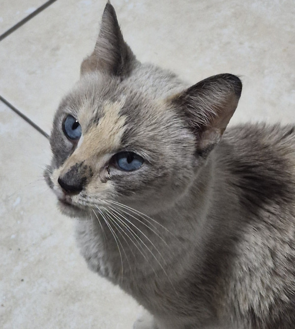 gata-sem-tutor-estamos-procurando-alguem-que-possa-cuidar-e-ama-la-adocao-doacao-cachorro-gato-0