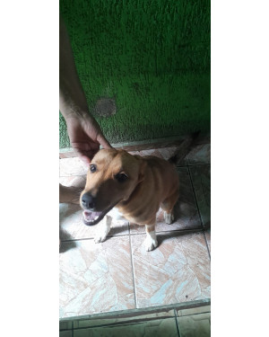 Buscando um Novo Lar