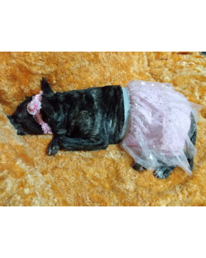 Feminha Adulta Castrada pra Adoção