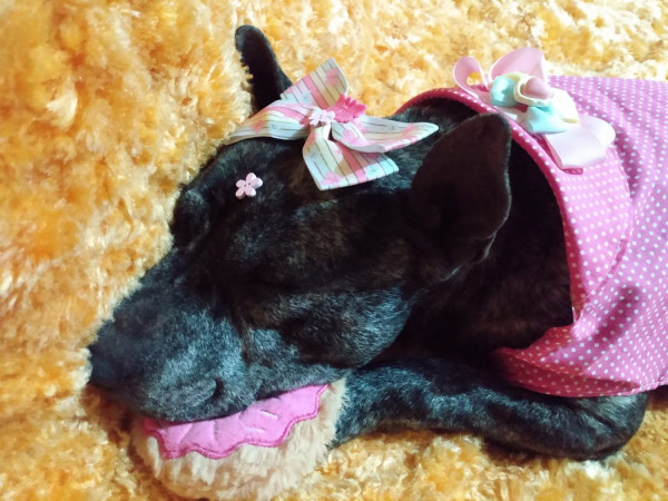 feminha-adulta-castrada-pra-adocao-adocao-doacao-cachorro-gato-2