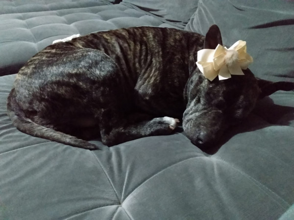 feminha-adulta-castrada-pra-adocao-adocao-doacao-cachorro-gato-3