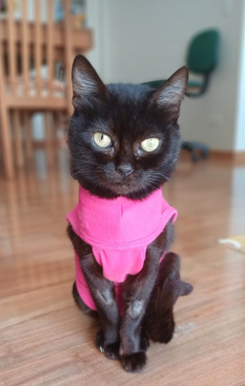 adote-me-meg-adocao-doacao-cachorro-gato-0