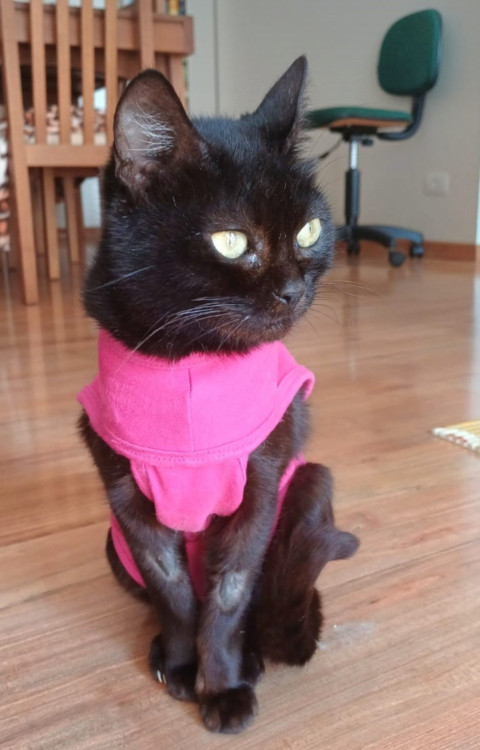 adote-me-meg-adocao-doacao-cachorro-gato-1