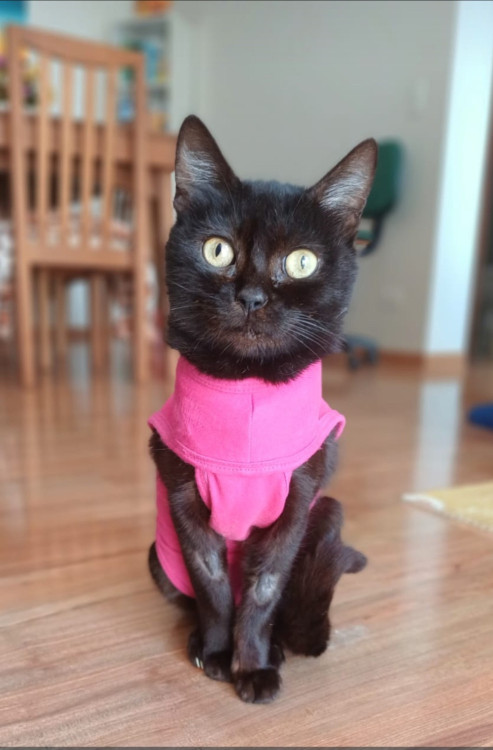 adote-me-meg-adocao-doacao-cachorro-gato-2