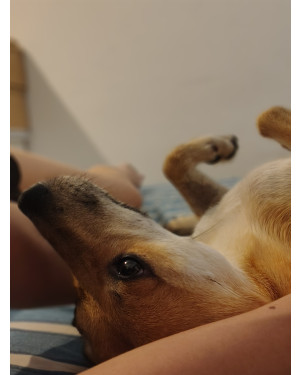 Polaka, castrada 2 aninhos com carteirinha