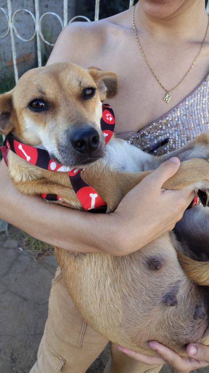 polaka-castrada-2-aninhos-com-carteirinha-adocao-doacao-cachorro-gato-1