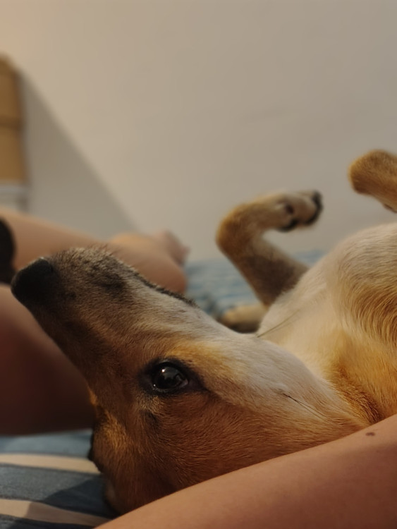 polaka-castrada-2-aninhos-com-carteirinha-adocao-doacao-cachorro-gato-0