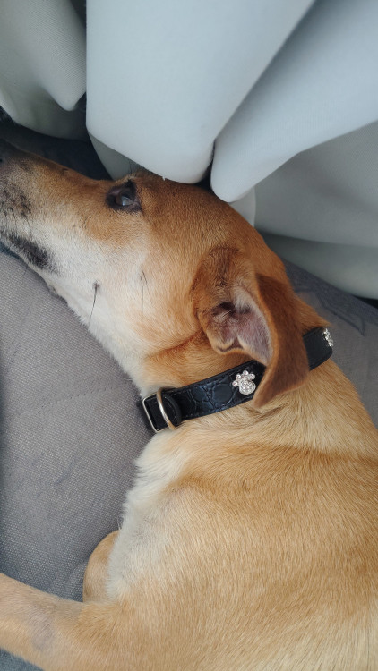 polaka-castrada-2-aninhos-com-carteirinha-adocao-doacao-cachorro-gato-2