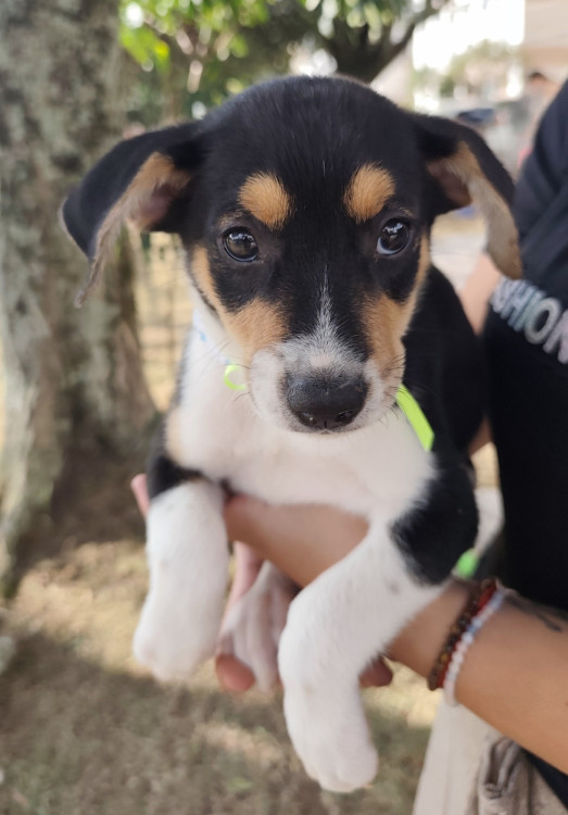 doce-noa-adocao-doacao-cachorro-gato-3