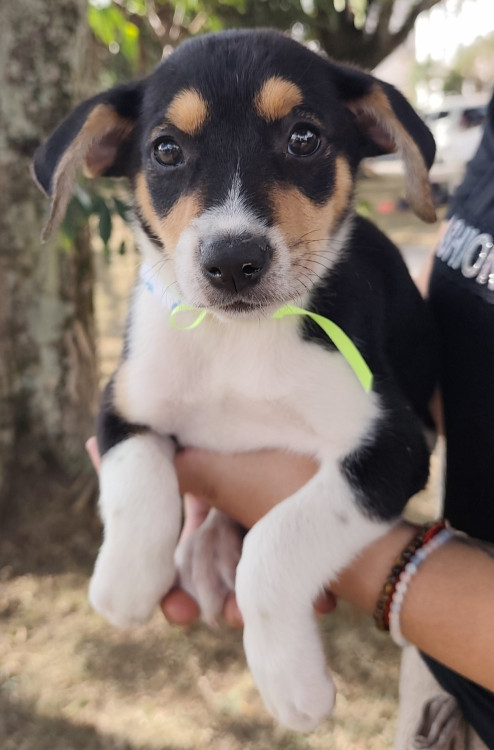 doce-noa-adocao-doacao-cachorro-gato-4