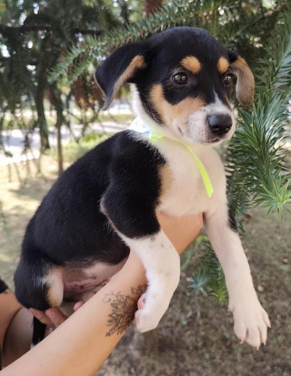 doce-noa-adocao-doacao-cachorro-gato-2