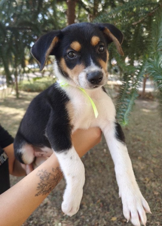 doce-noa-adocao-doacao-cachorro-gato-0