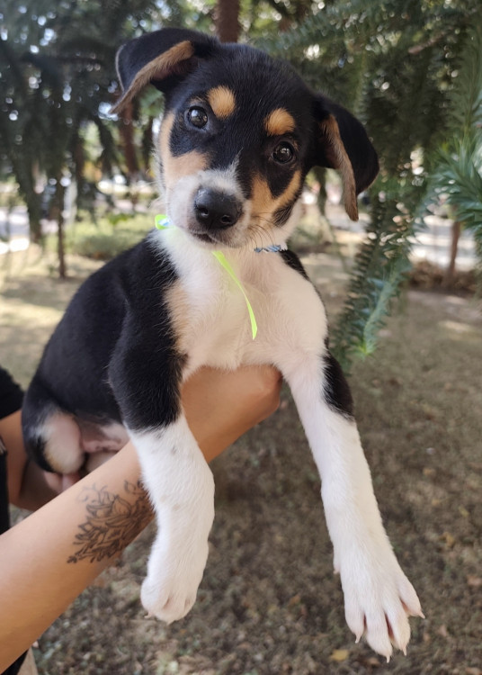 doce-noa-adocao-doacao-cachorro-gato-1