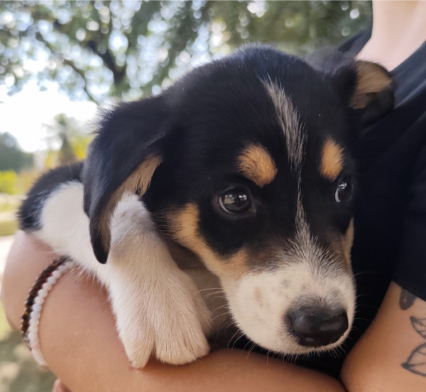 amado-nick-adocao-doacao-cachorro-gato-1
